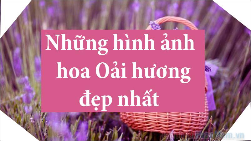Ảnh hoa Oải Hương đẹp - Tuyển tập những hình ảnh hoa Oải Hương ấn tượng nhất