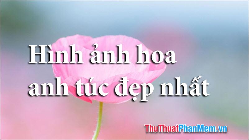 50+ Hình ảnh hoa Anh Túc - Tuyển tập những khoảnh khắc đẹp nhất của loài hoa mang vẻ đẹp quyến rũ và bí ẩn