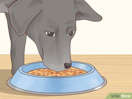 Hướng dẫn Chăm sóc Chó Labrador Retriever
