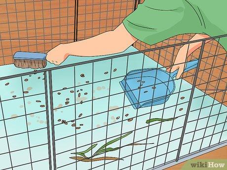 Cách để Giữ chuột lang luôn sạch sẽ và thơm tho
