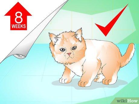 Cách tắm cho mèo con đúng cách