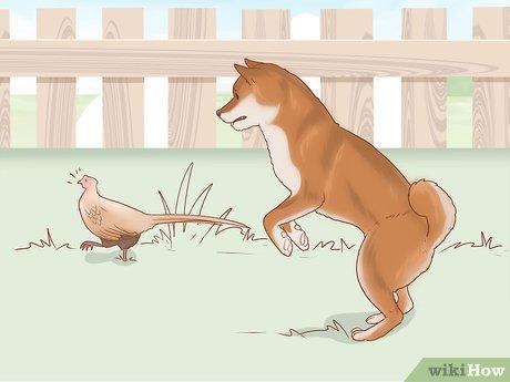 Bí quyết chọn chó Shiba Inu phù hợp