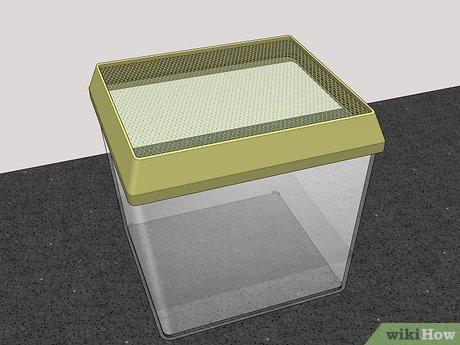 Hướng Dẫn Nuôi Bọ Rùa Đơn Giản