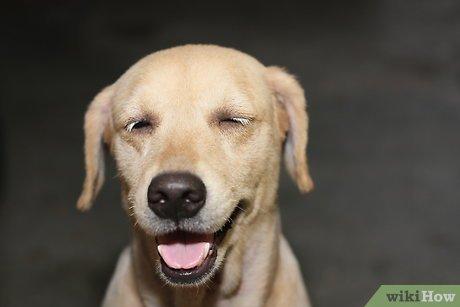 Cách Dạy Chó Ngừng Nhảy Lên Người Một Cách Hiệu Quả