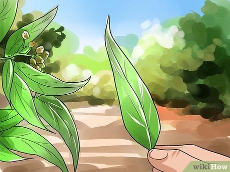 Hướng dẫn chi tiết cách làm dầu khuynh diệp tại nhà