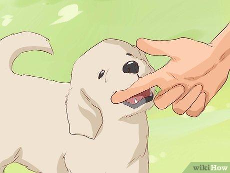 Phương pháp Huấn luyện Chó Ngừng Cắn