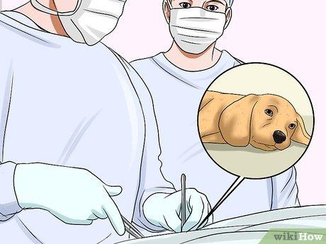 Cách giúp chó ngừng cắn hiệu quả