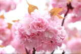 10 loài hoa anh đào rực rỡ nhất Nhật Bản năm 2023