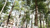 Về thăm thành phố xanh của những cây đại cổ thụ hơn 300 tuổi ở Trà Vinh năm 2023