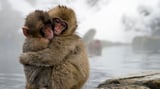 Trải nghiệm tắm suối nước nóng cùng khỉ tại Nhật năm 2024
