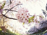 Tinh khí võ sĩ đạo trong hồn hoa Sakura năm 2023