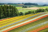 Mê hoặc mùa xuân rực sắc màu tại Hokkaido năm 2023