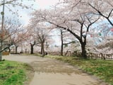 Mê mẩn mùa hoa anh đào phủ kín đảo Hokkaido năm 2023