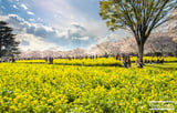 Ngây ngất những mùa hoa Nhật Bản - Mùa xuân năm 2024