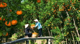 Tổng hợp những “vương quốc trái cây” ở Việt Nam - Phần 2 năm 2023