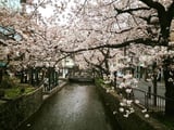 Hoa anh đào nở rộ khắp Nhật Bản năm 2024