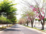 Tháng 3 Sài Gòn rực rỡ những màu hoa năm 2023