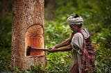 Tộc người săn khỉ làm thức ăn ở Nepal năm 2023
