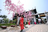 Ảnh này test ava