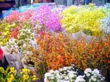 4 chợ hoa Hà Nội rộn ràng nhất mỗi dịp tết nguyên đán năm 2023