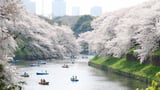 Những chốn hẹn hò lãng mạn trong mùa hoa anh đào Nhật Bản năm 2023