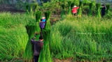 Đẹp nao lòng mùa thu hoạch cánh đồng cói ở Tam Quan - Bình Định năm 2024