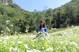 Những cánh đồng hoa tam giác mạch ở Lạng Sơn năm 2023