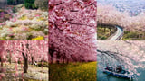 20 bức ảnh hoa anh đào khiến bạn muốn đến Nhật Bản ngay lập tức năm 2024