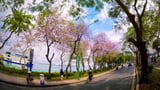Chiêm ngưỡng sắc hoa ban lung linh giữa phố Hà Nội năm 2023