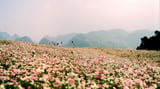 Những cánh đồng hoa đẹp ngất ngây ở Việt Nam năm 2023