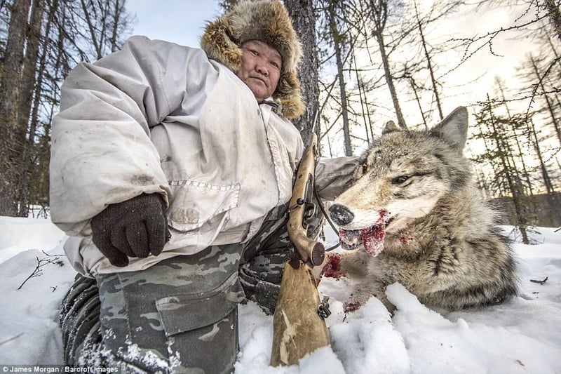 Nghề săn chó sói ở vùng đất lạnh giá nhất Nga