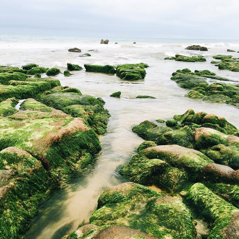 Dân tình đổ xô check-in bãi đá rêu xanh tại biển Cổ Thạch đẹp như tiên cảnh