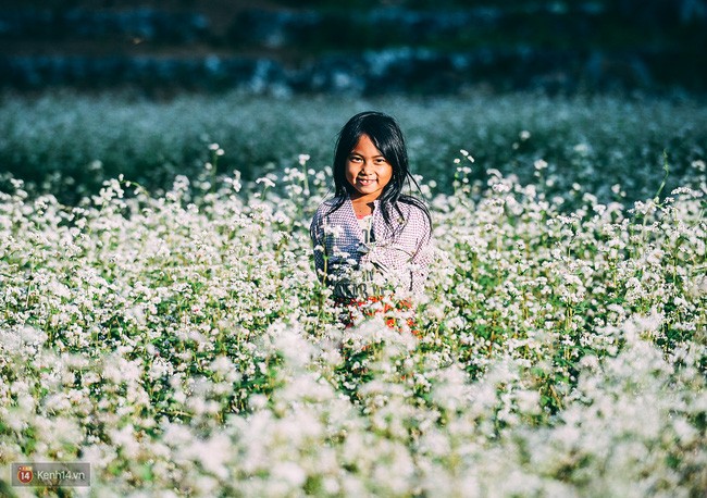 Ngắm mùa hoa tam giác mạch đẹp mê mải về ở Hà Giang