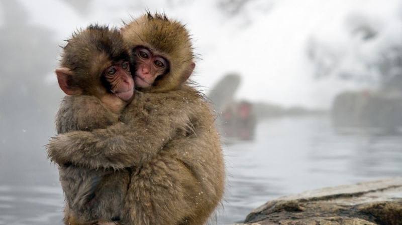 Trải nghiệm tắm suối nước nóng cùng khỉ tại Nhật