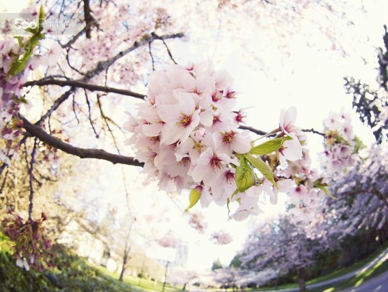 Tinh khí võ sĩ đạo trong hồn hoa Sakura