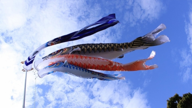 Koinobori Matsuri – giấc mơ về lễ hội cờ cá chép