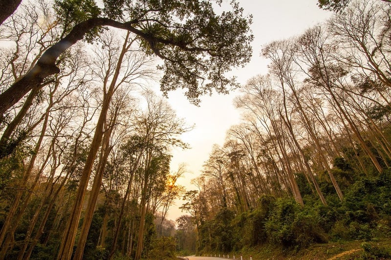 Ngất ngây khu rừng săng lẻ độc nhất vô nhị ở Nghệ An