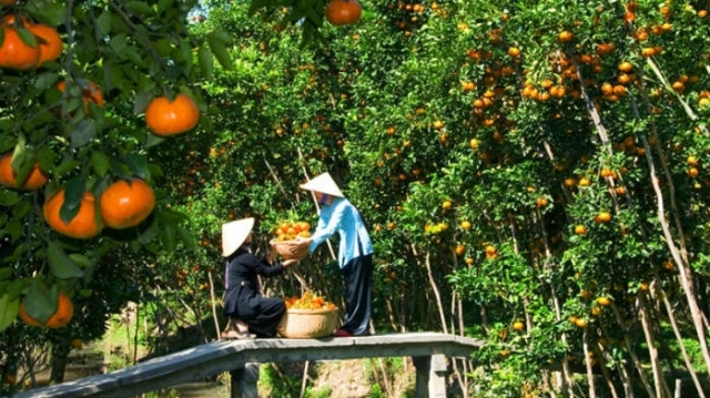 Tổng hợp những “vương quốc trái cây” ở Việt Nam - Phần 2