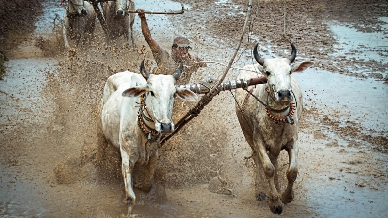 Lễ hội đua bò Bảy Núi sôi động ở An Giang
