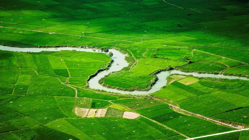 Mê đắm sắc xanh mơn mởn của ruộng lúa Bắc Sơn mùa hè