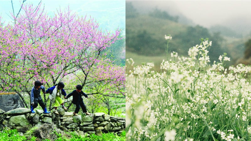 Kinh nghiệm phượt những mùa hoa ở Việt Nam