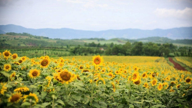 Hành trình đi tìm loài hoa mặt trời ngay trên đất Việt