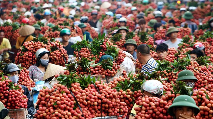 Thòm thèm trước 6 thiên đường trái cây lớn nhất Việt Nam