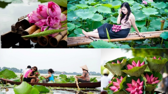 3 địa điểm ngắm sen nở đẹp nhất Hà Thành
