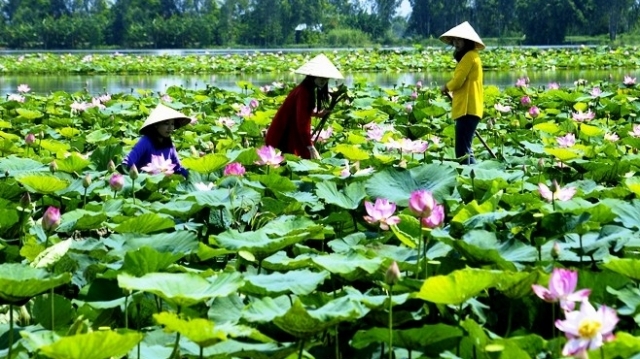 Dáng hình Việt Nam qua những hồ sen dọc miền đất nước