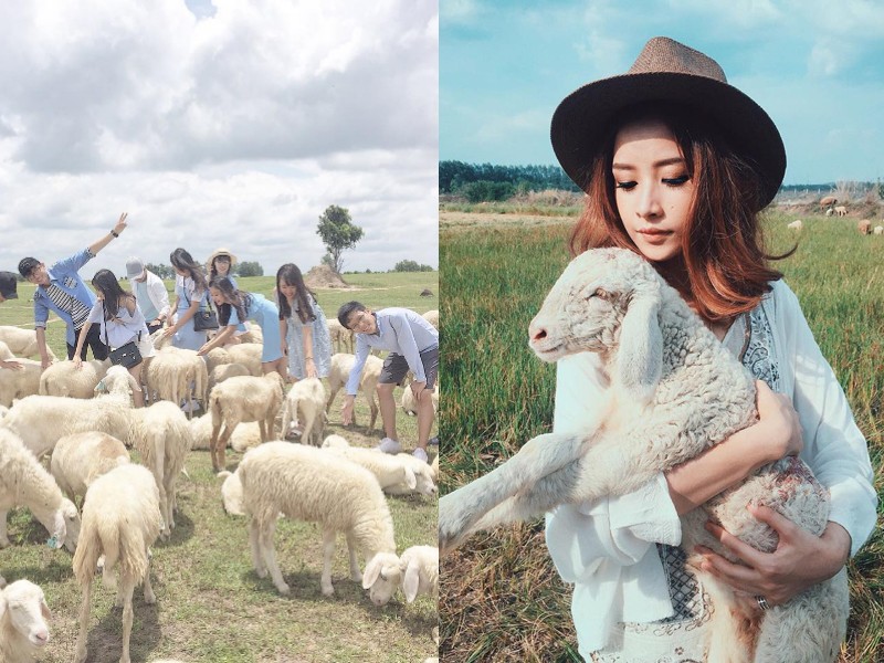 3 cánh đồng nuôi cừu ở Việt Nam, tới đây chụp kiểu gì cũng có ảnh xinh!