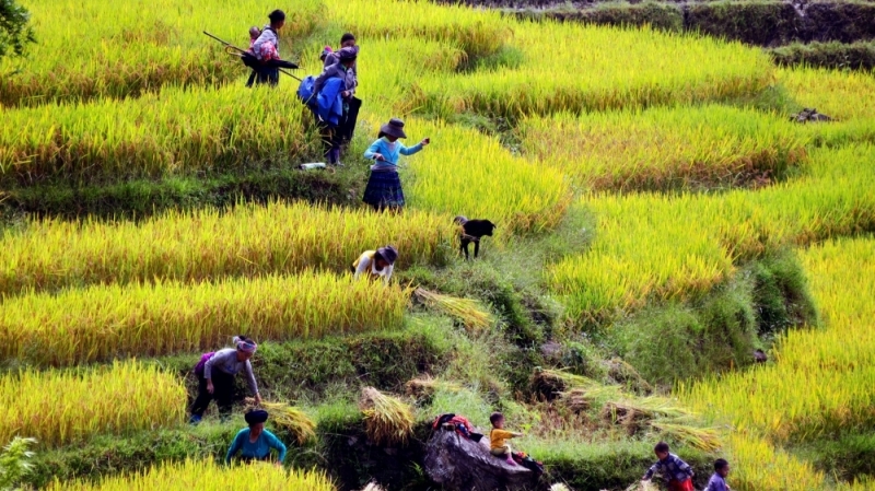 Sapa tháng 10 tan trong dư âm hương lúa