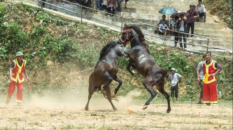 Độc đáo lễ hội chọi ngựa Hà Giang