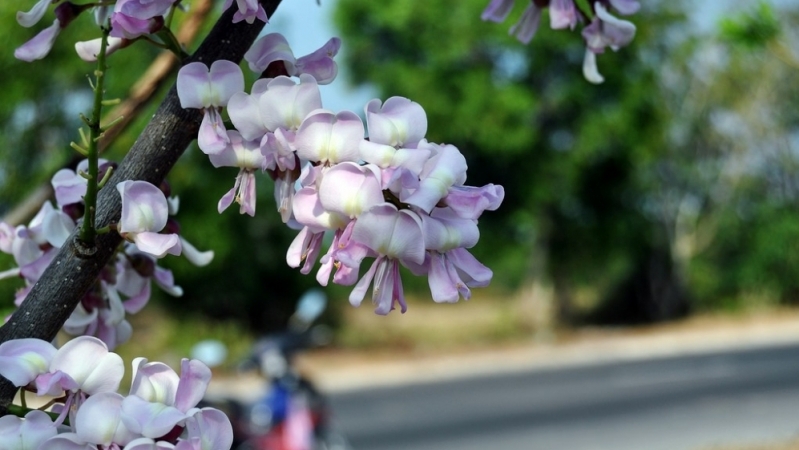Mùa hoa đỗ mai trên những nẻo đường phố biển Vũng Tàu