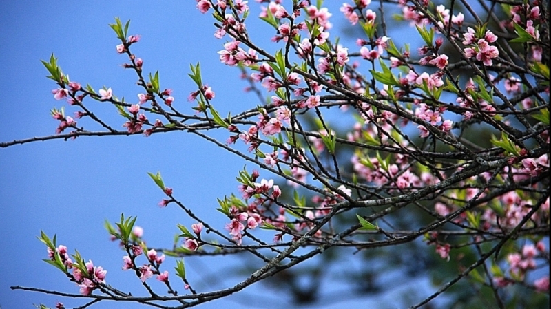 Ngất ngây đất trời Sapa tháng 4 đượm hương sắc hoa rừng